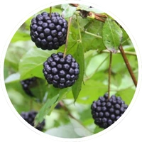 Eleuthero root extract in LipoFit supplement